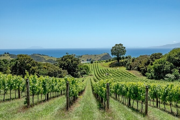 Waiheke Island Winery Tour