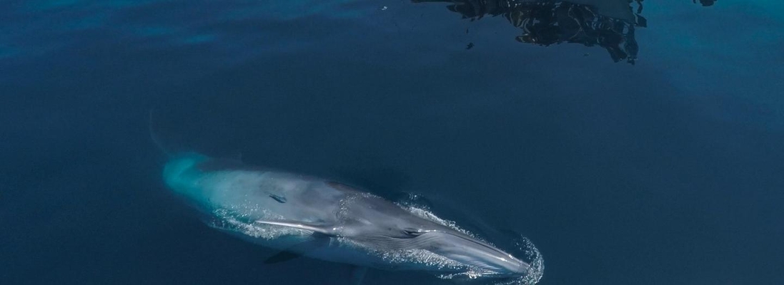 Explore the Hauraki Gulf on a Whale Safari